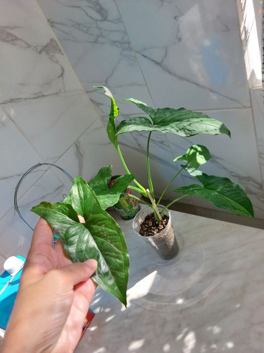 Сингониум Мотлед Мохито