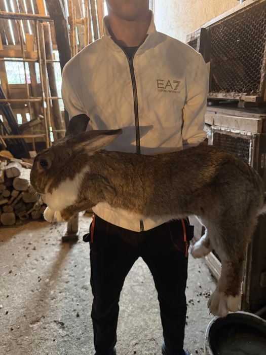 Зайци мъжки и женски