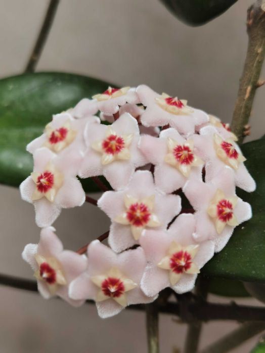 Хойя три корня в одном горшке