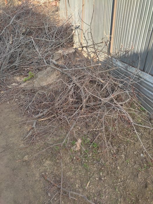 Дрова бесплатно сухие