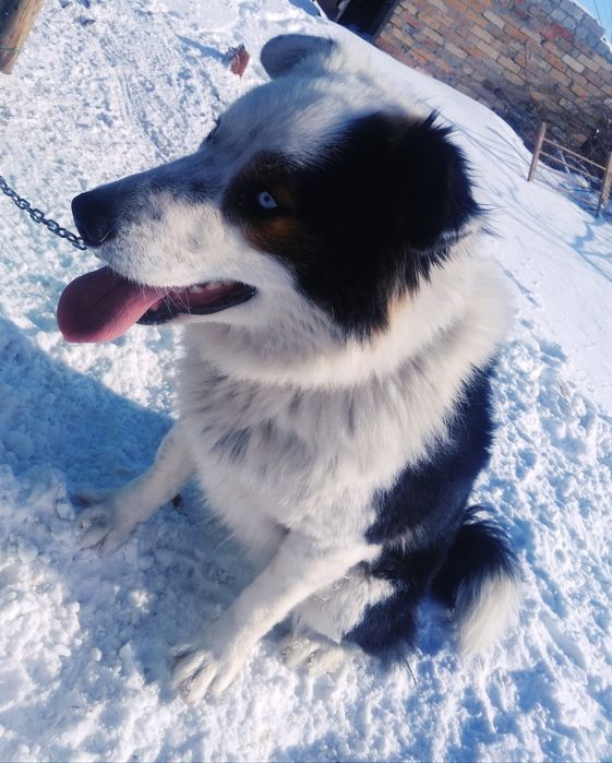 Пристраевается пёс мальчик молодой