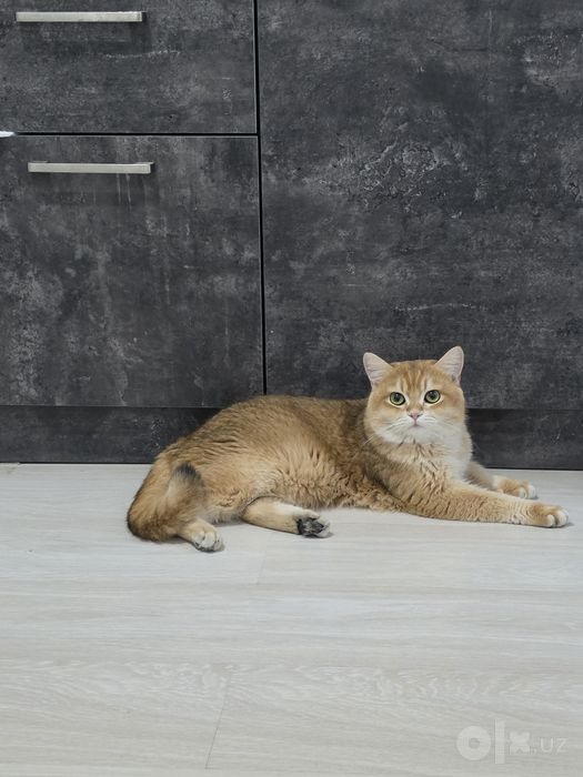 Британский скотиш страйт.