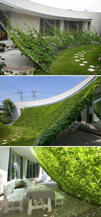 Wisteria la ghiveci -Scenă de început cu o poartă de grădină din fier