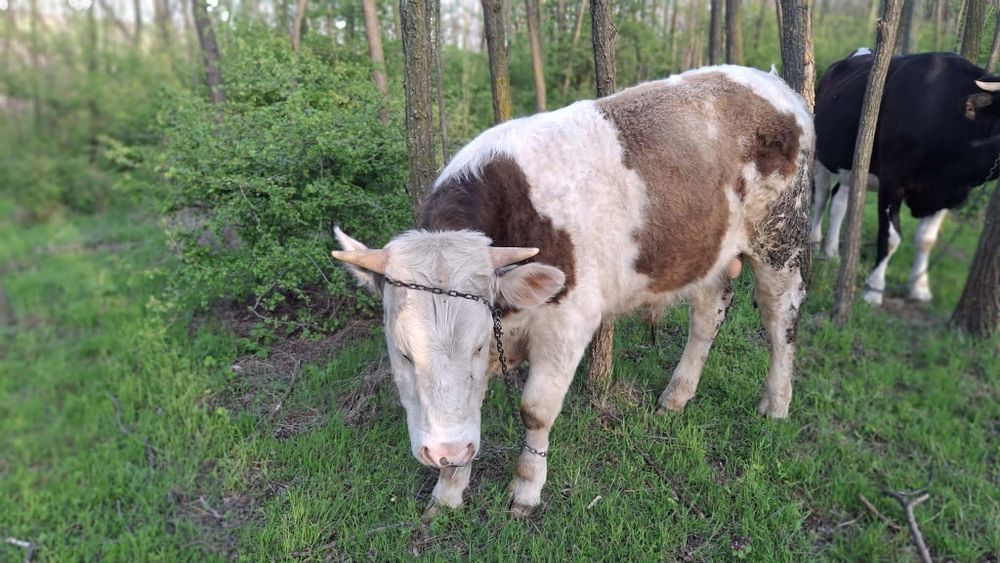 Vand vițel negociabil!!