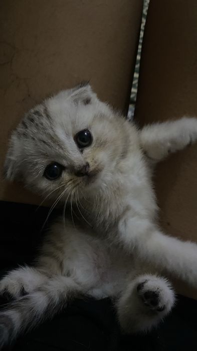Породистые котята