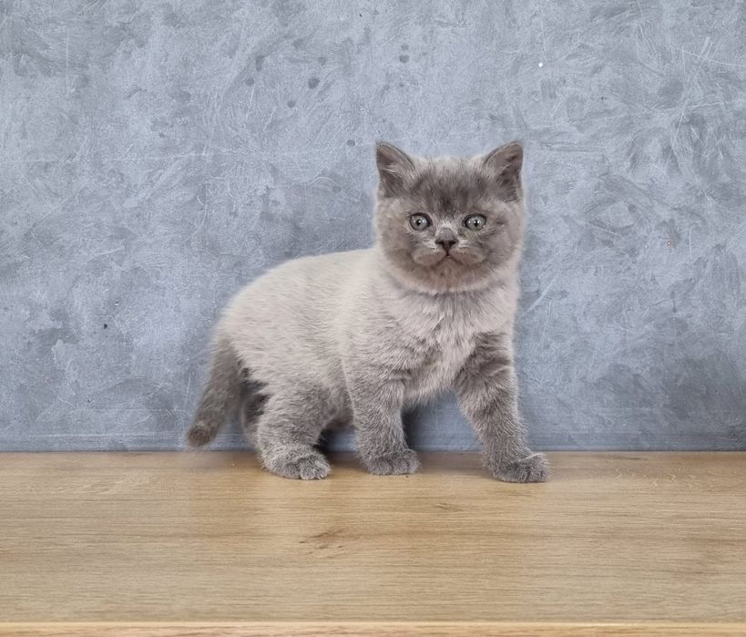 Fetita British Blue