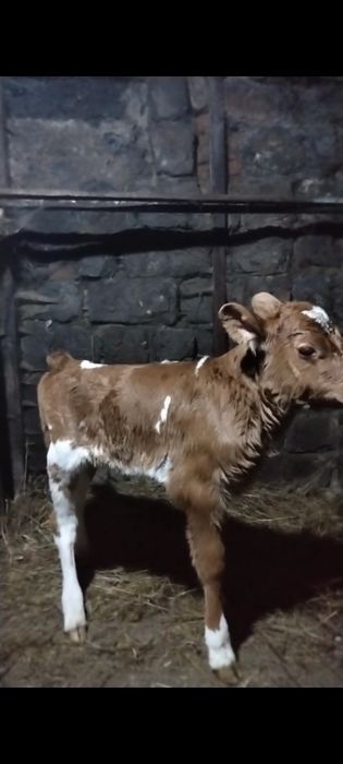 Телята бычки телочки