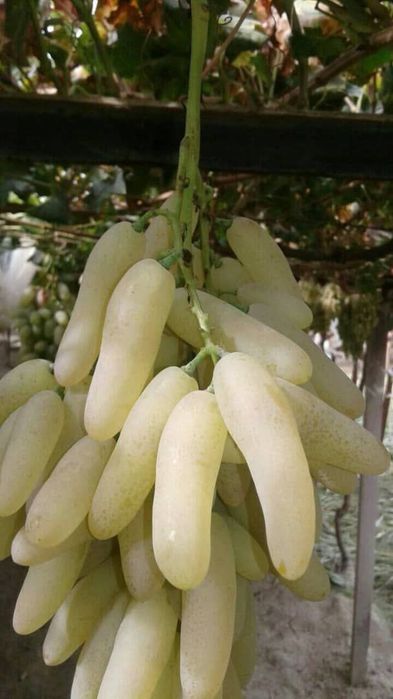 Shreder agro intinciv kuchatlar