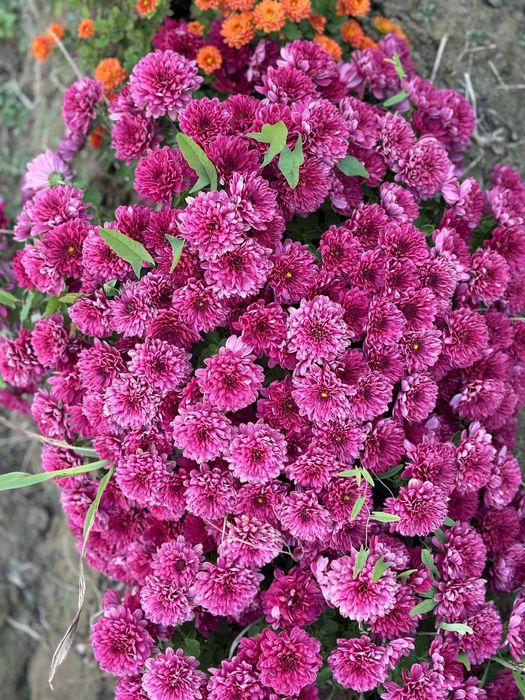 Xrizantema, globus gullar