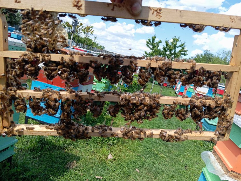 Отводки пчелни        .