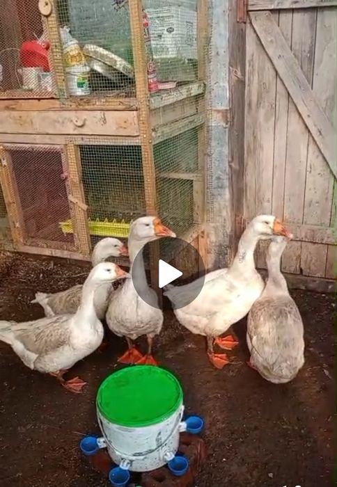 Продам Гусей Линда