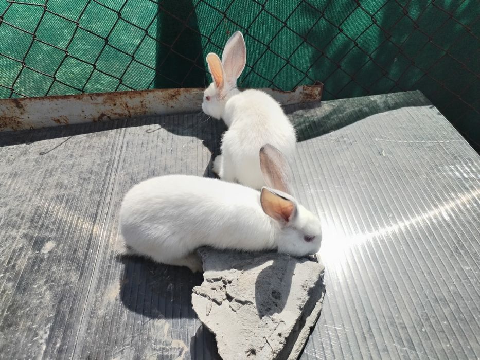Quyonlar, 2 oyli