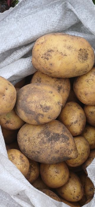 Продам домашний картофель