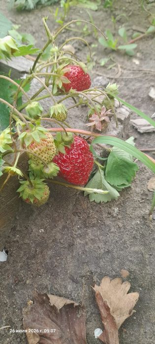 Саженцы клубники .Продам.