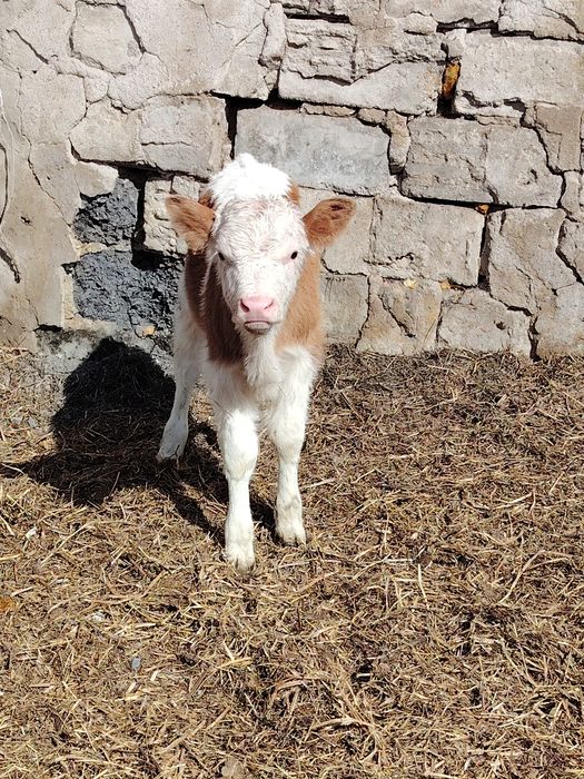 Продам 2х  телят