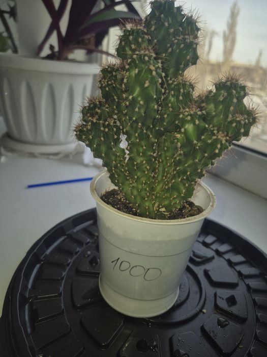 Продам кактусы от 300 тенге