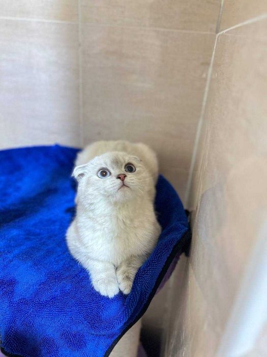 Шотландские котята