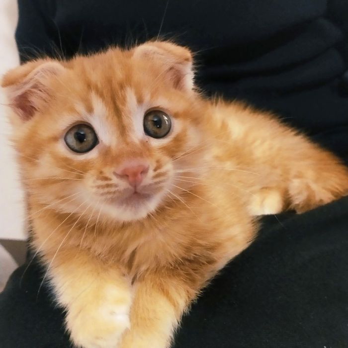 Шотландский висло уха 4месяц  кошка.