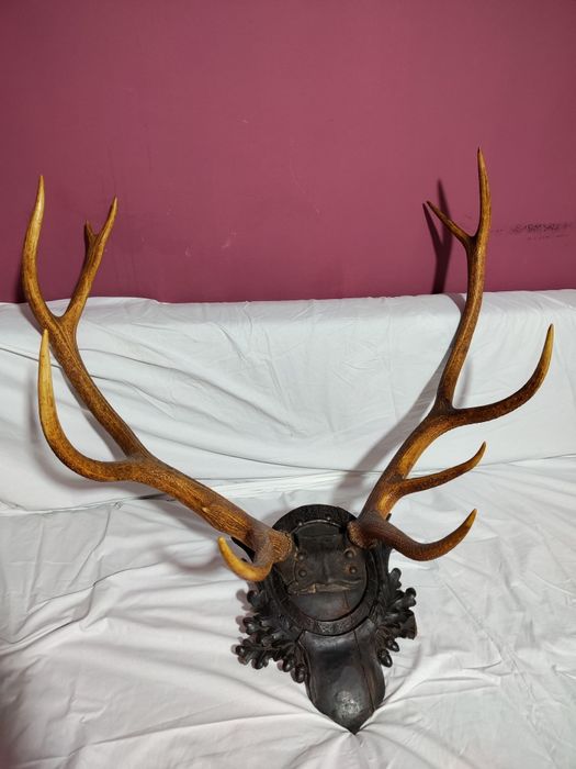 Vând coarne, trofee de cerb