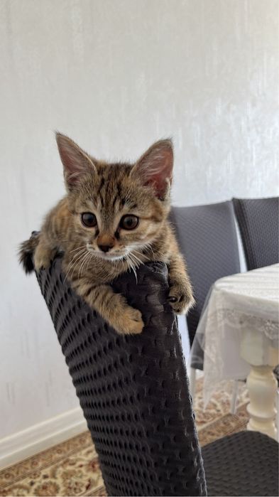 Котенок бесплатно