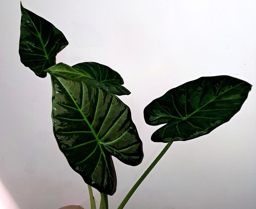 Алоказия.           .