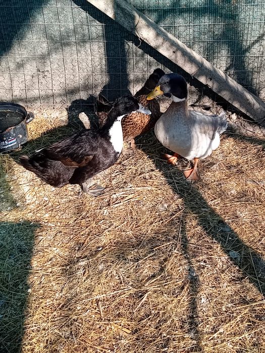 Vând familie de Brahma și familie de Rate