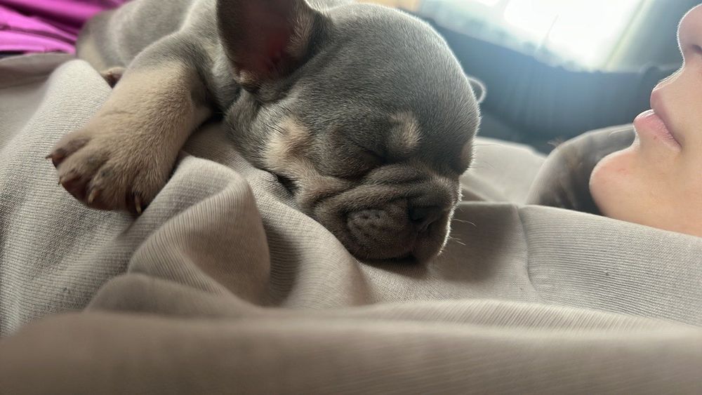 Френски булдог-лилак тан