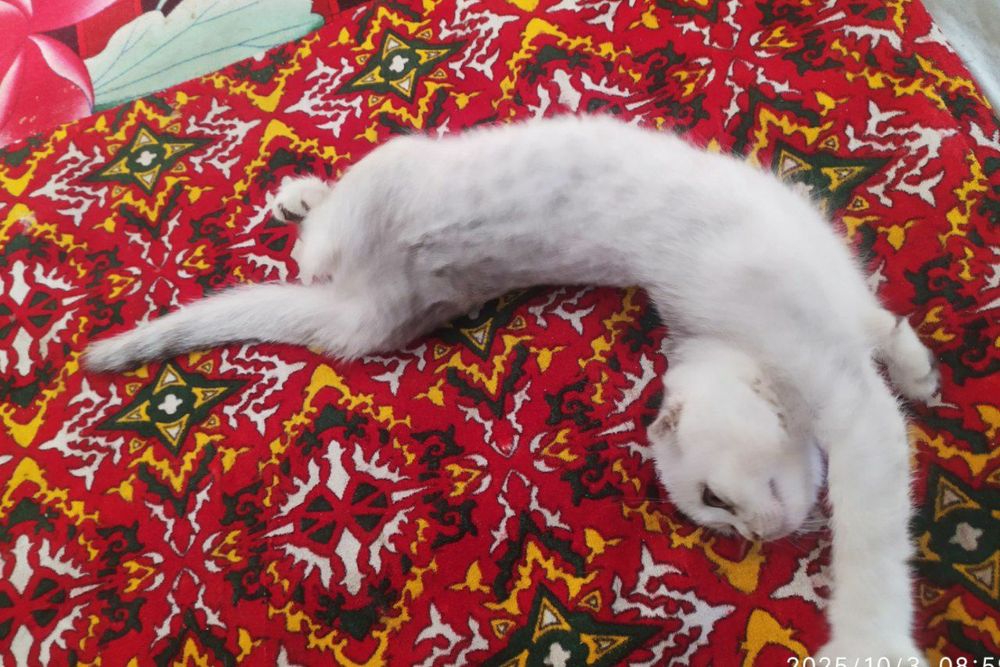 Toza zotlik mushuk Scottish fold