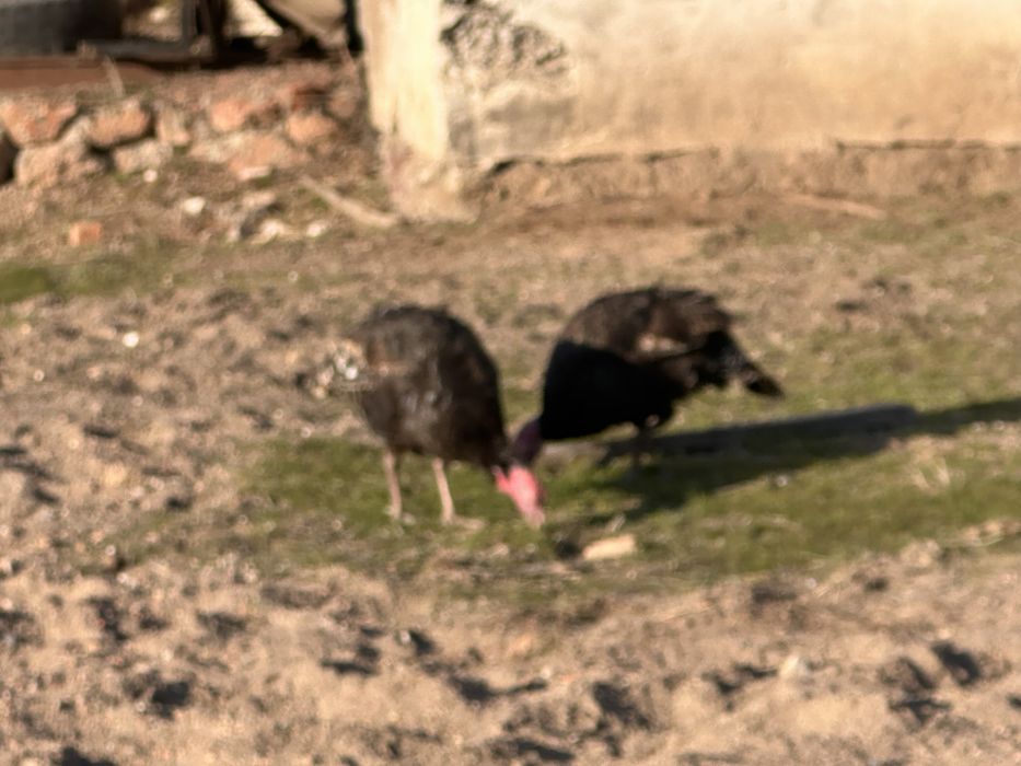 13мын тенге штугы