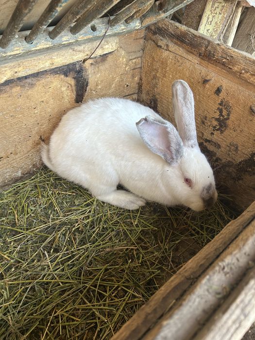 De vânzare 3 iepuri