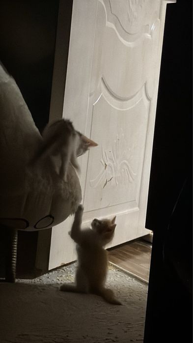 Kishkanday pishiklar eli emizikli