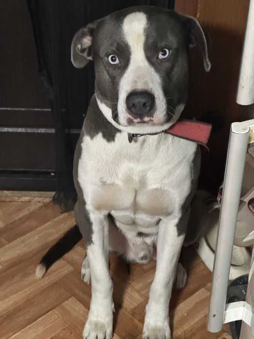 Кобель ищет суку