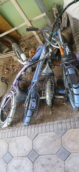 Velisapedlar bu soni 4 ta faqat azgina iwi bor