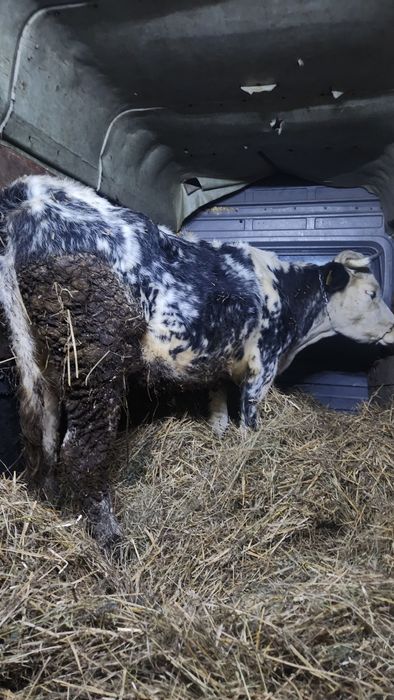 Vând vaca de abator