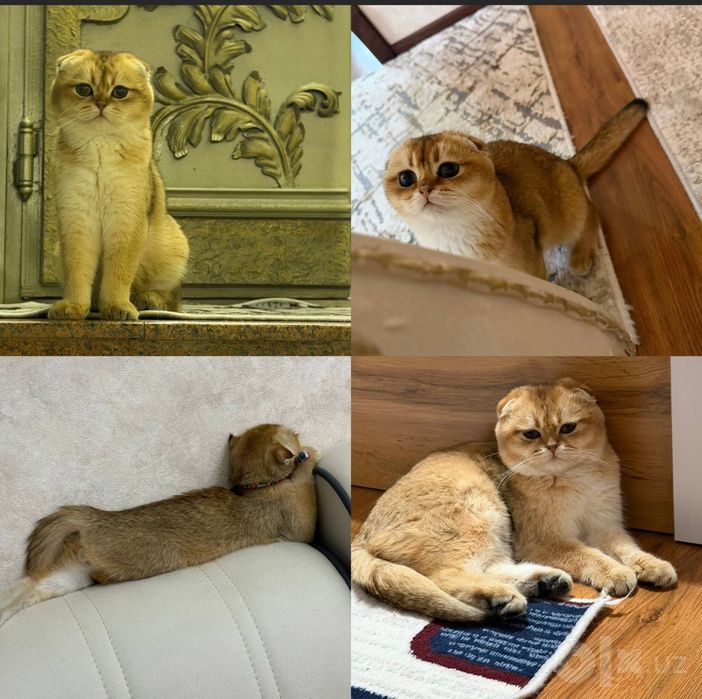 Кот на вязку британец