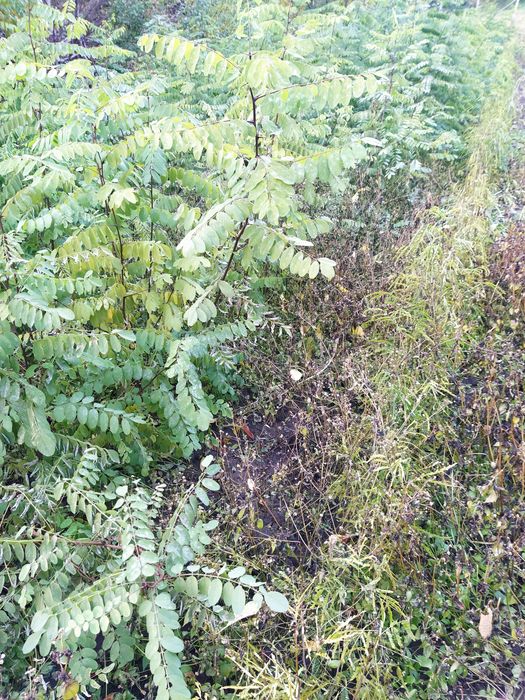 Puieți salcâm anul 1