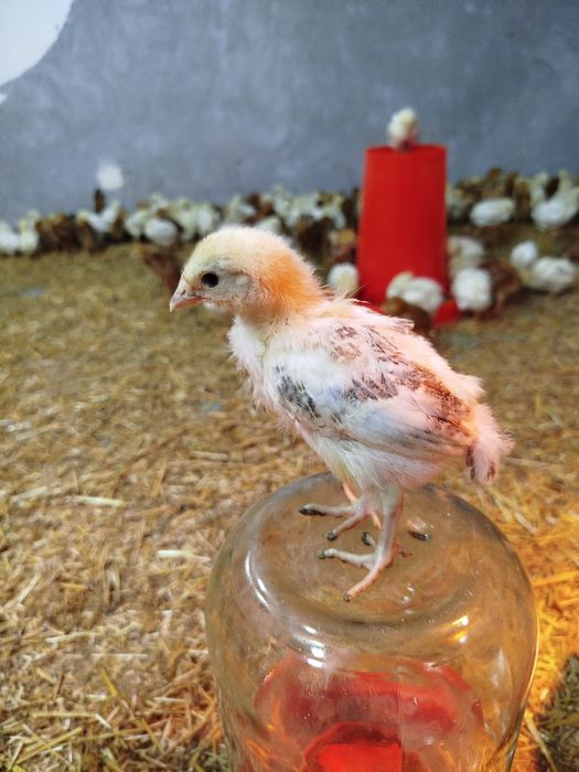 24-kunlik chexiyani dominant joʻjalari sotiladi