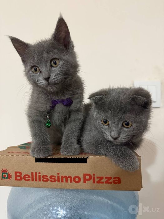 Scottish fold и Straight
