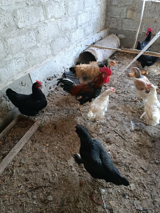 Dakan xoʻrozlar sotiladi