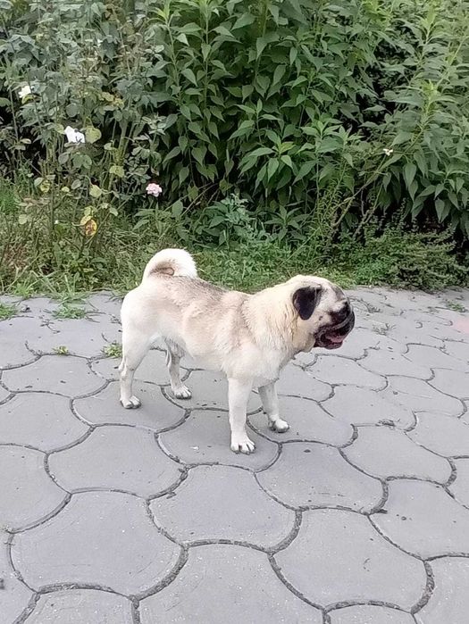 mascul pug adult