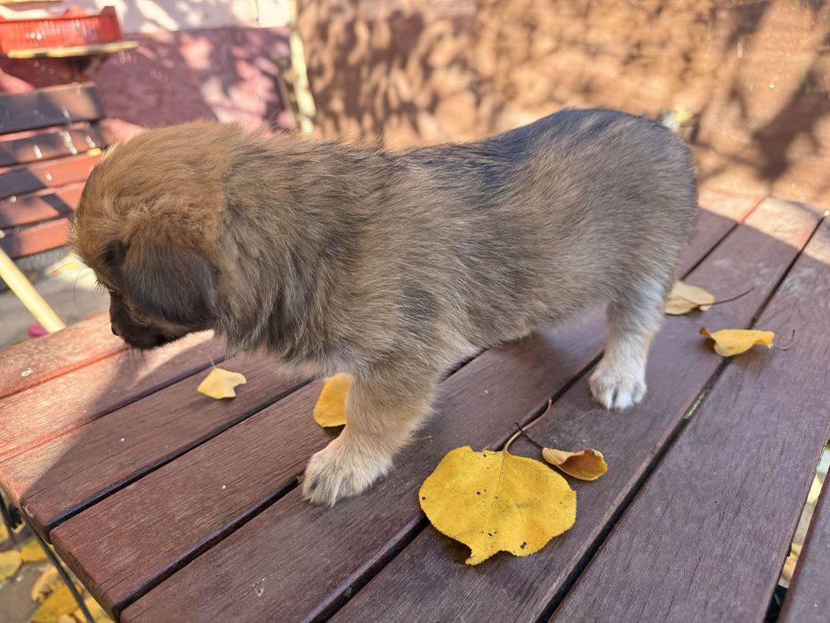 adoptie Caini - vaccinati, deparazitati