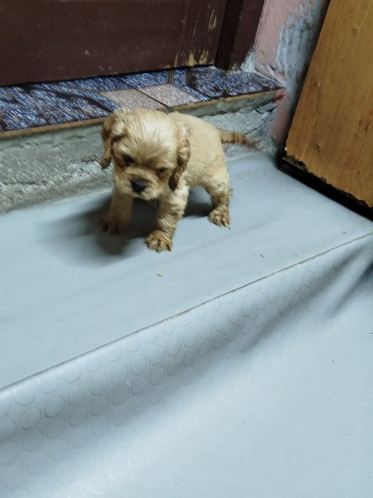 Продавам 2 кученца кокер шпаньол