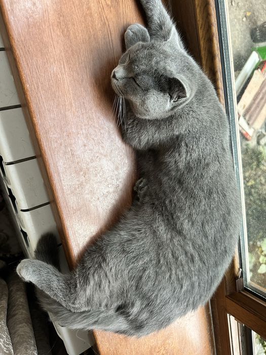 Скотиш фолд девочка