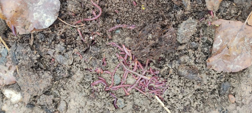 Kaliforniya BIOGUMIS Chuvalchangi, 150000 bir savati