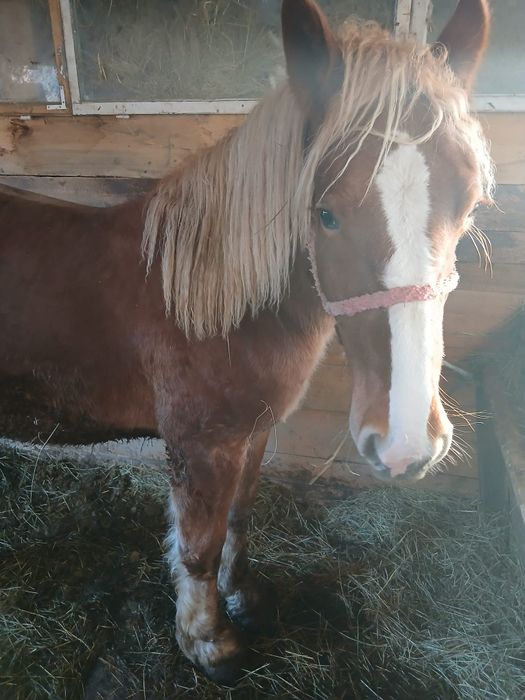 Vând  oi  și mânz