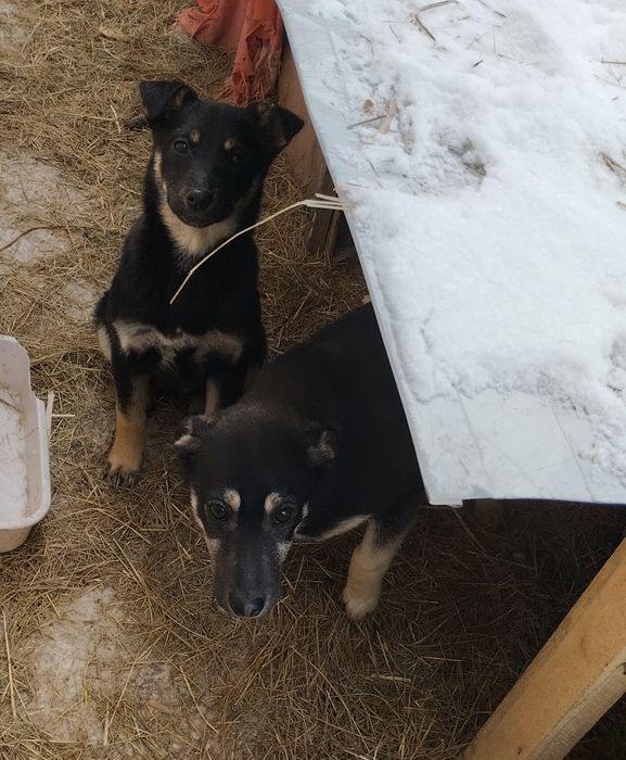 Отдам в добрые руки