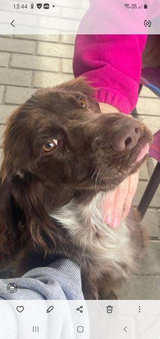 Отдам собаку спаниель