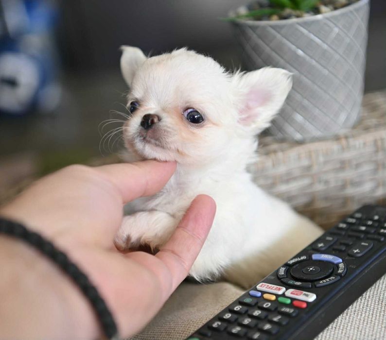 Мъжко дългокосместо мини чихуахуа