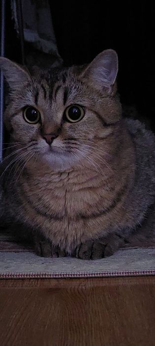 Срочно! Продаётся кошка Тикированная-Шиншилла Беременная