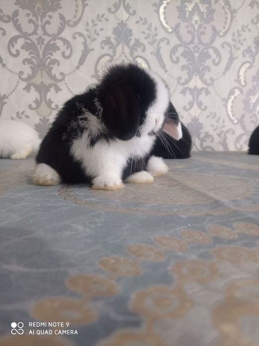 Karlik barang minilop splitlar